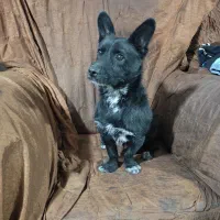 سگ های نژاد دار|سگ|شیراز, شهرک بهار|دیوار