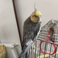 مرغ عروس عروس هلندی نر|پرنده|آران و بیدگل, |دیوار