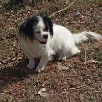 سگ بفروش میرسد|سگ|ماکو, |دیوار