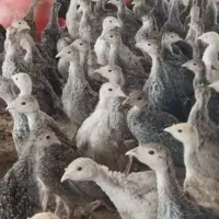 بوقلمون بیوتی و برنزه  یک ماه و چهل روزه