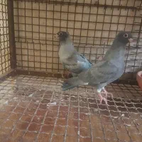 کبوتر تق سفید|پرنده|شوشتر, |دیوار