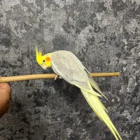 جفت عروس هلندی روتخم