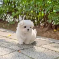 سگ پامر مینیاتوری