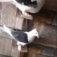 کبوتر