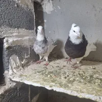 کبوتر طوقی رنگی|پرنده|ساوه, |دیوار