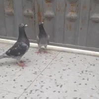 پلاکی ماده عراق نر جانسون