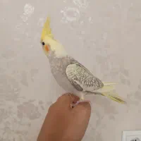 عروس هلندی دو ماهه