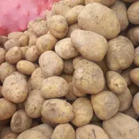 سیب زمینی خوراکی و بذری