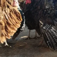 بوقلمون نر کوردی قرمز