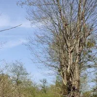 ملک ویلایی نقلی 70متری