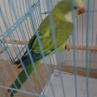 طوطی راهب اپلاین