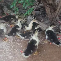 جوجه‌اردک‌اسرائیلی