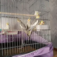 عروس هلندی مولد بهمراه 3جوجه وقفس لوازم|پرنده|محمدیه-قزوین, |دیوار