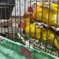 فنچ‌و‌طوطی‌برزیلی‌|پرنده|خرمدره, |دیوار