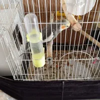 طوطی عروس هلندی سخنگو|پرنده|اردبیل, |دیوار