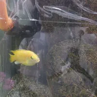 ۱عدد اسکار مسی و ۲ عدد ماکرو زرد مولد