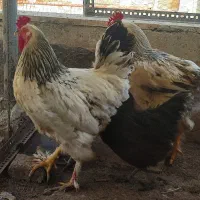 مرغ و خروس محلی