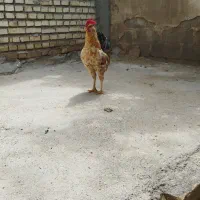 مرغ محلی اصل زنگنه