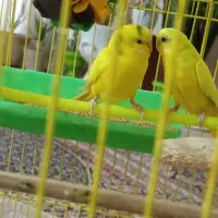 مرغ عشق زیبا|پرنده|اردبیل, |دیوار