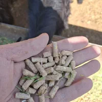 خوراک دام ویژه 15 کیسه|حیوانات مزرعه|پاسارگاد, |دیوار