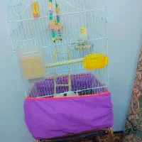 عروس هلندی|پرنده|ساوه, |دیوار