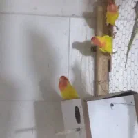 عروس هلندی|پرنده|برازجان, |دیوار