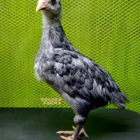 جوجه برهما 1ماهه|حیوانات مزرعه|هشتگرد, شهرک ولیعصر (مصلی)|دیوار