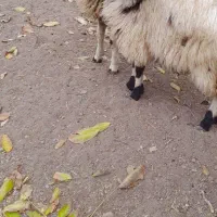 دو گوسفند ماده زیبا