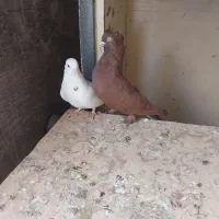 یک جفت کبوتر کلنگی