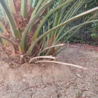 فروش پا جوش نخل برحی آبادان|گل و گیاه طبیعی|رامهرمز, |دیوار