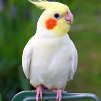 عروس هلندی