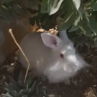 خرگوش