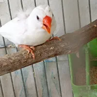 فنچ نر|پرنده|اصفهان, رکن الدوله غربی|دیوار