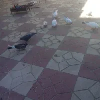 کبوتر|پرنده|کیار, |دیوار