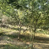 باغ 650 متری|فروش دفتر صنعتی، کشاورزی، تجاری|شبستر, |دیوار