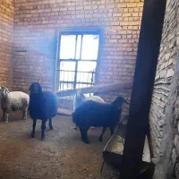 گوسفند بومی