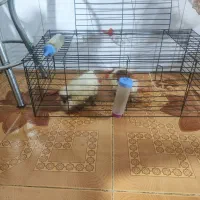 دو عدد قوچک