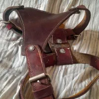 سینه بند و قلاده سگ|لوازم جانبی حیوانات|اراک, |دیوار