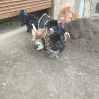 ۴عدد.بقلمو.نر.حدود۶.کیلو|حیوانات مزرعه|گرگان, |دیوار