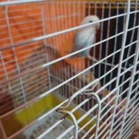 2عروس هلندی ویه کوتوله بادوقفس فقط 5میلیون