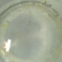 ماهی فایتر و گوپی|ماهی|بندرعباس, |دیوار