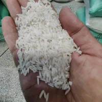 برنج تازه فریدونکنار طارم هاشمی باعطر وطعم خوب|خوردنی و آشامیدنی|سمنان, |دیوار