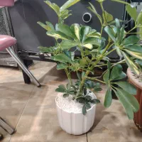 گل فروشی|گل و گیاه طبیعی|نیشابور, میدان حافظ|دیوار