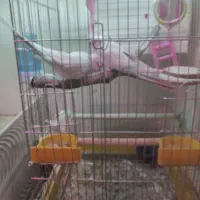 عروس هلندی جفت مولد البینو