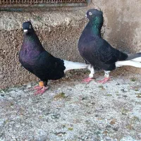 نرماده اشعل سیاه