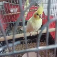 عروس لوتینو دستی|پرنده|نی‌ریز, |دیوار