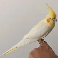 عروس هلندی ماده