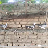 کبوتر|پرنده|خوانسار, |دیوار