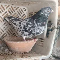 کبوتر خوب|پرنده|قم, لسانی|دیوار