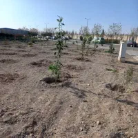 طراحی  فضایی سبز  باغبانی  کاشت  هرس سمپاشی|خدمات باغبانی و درختکاری|قم, پردیسان|دیوار